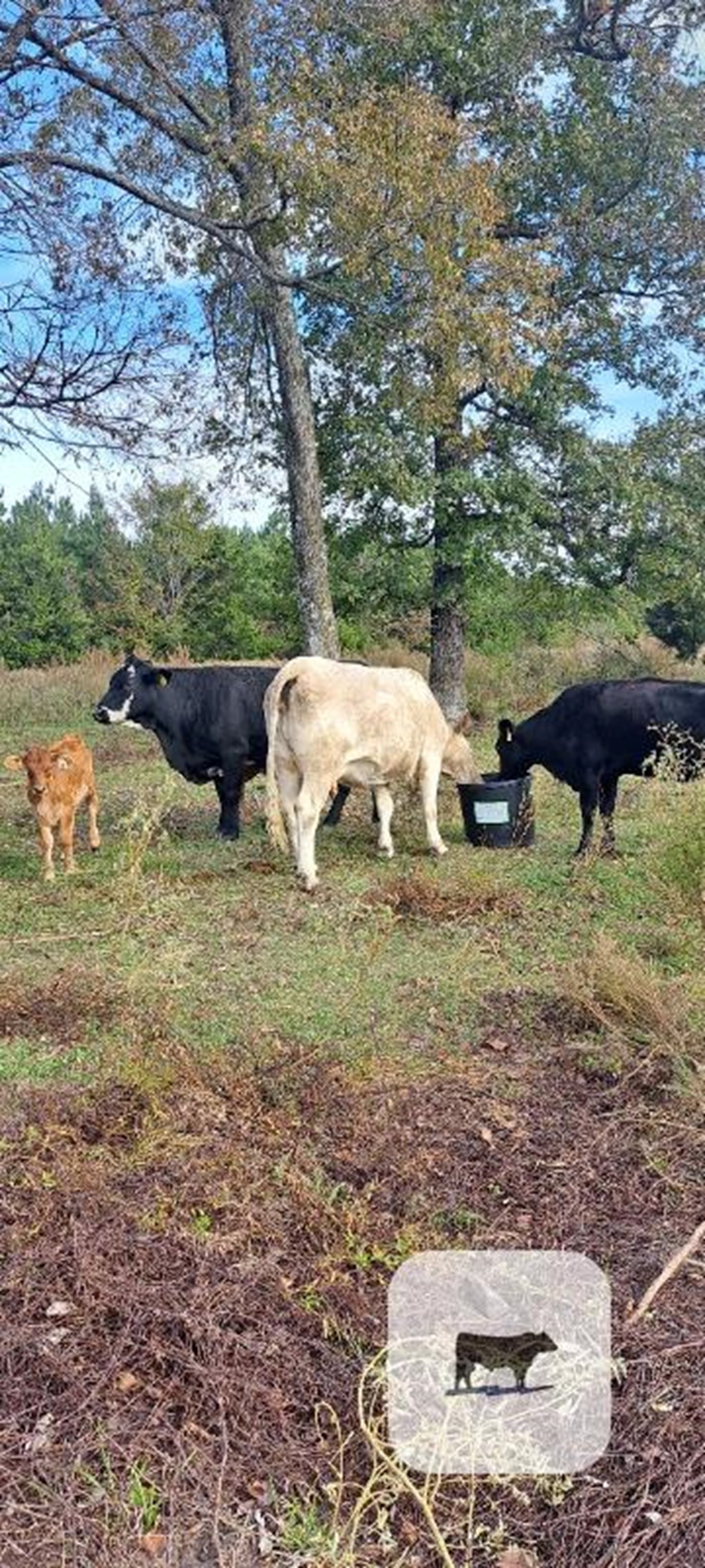 Cattle Range Listing Photo