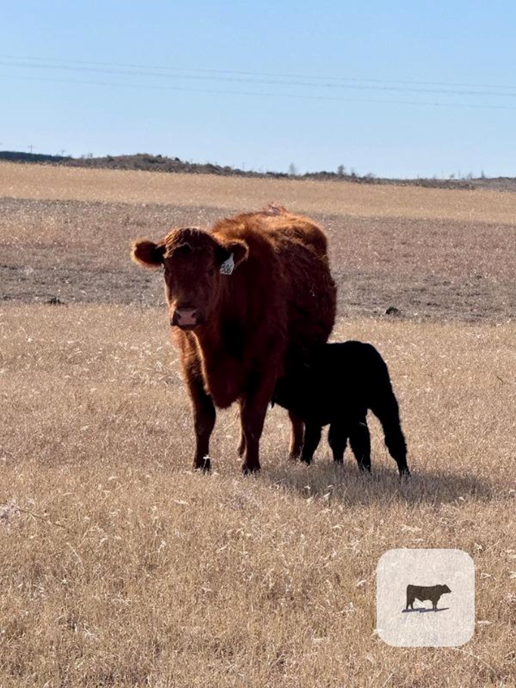 Cattle Range Listing Photo