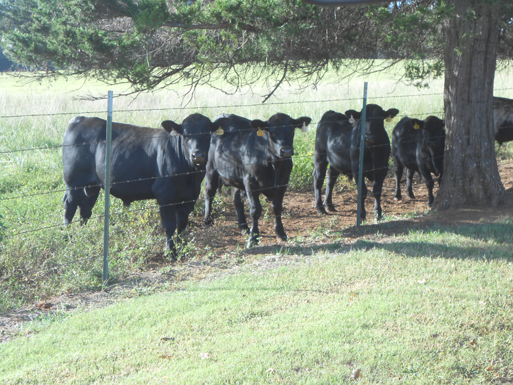 Cattle Range Listing Photo