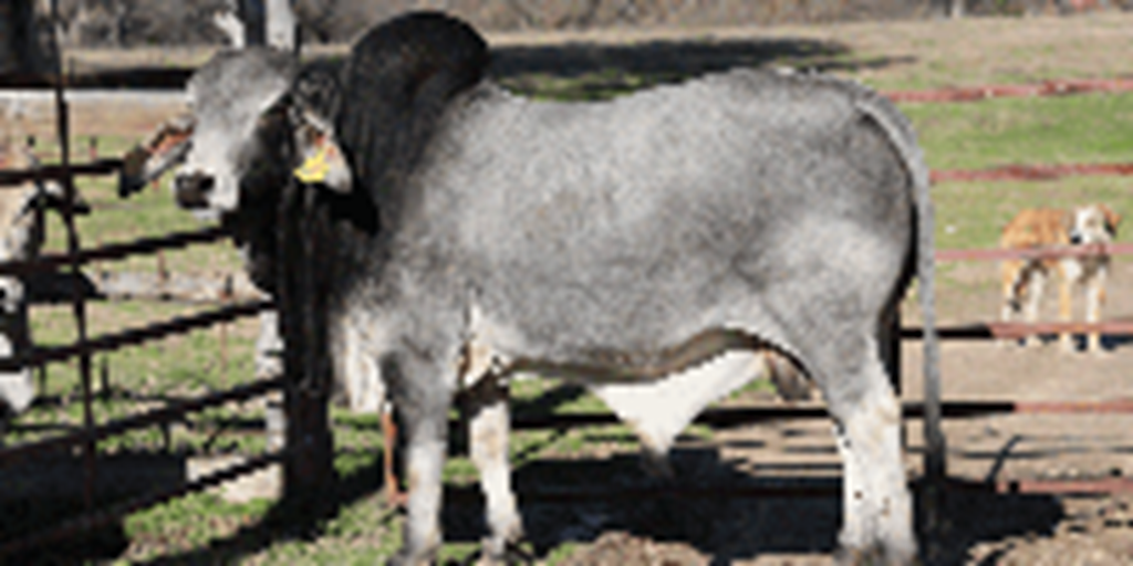 1 Reg. Brahman Bull... Northeast TX