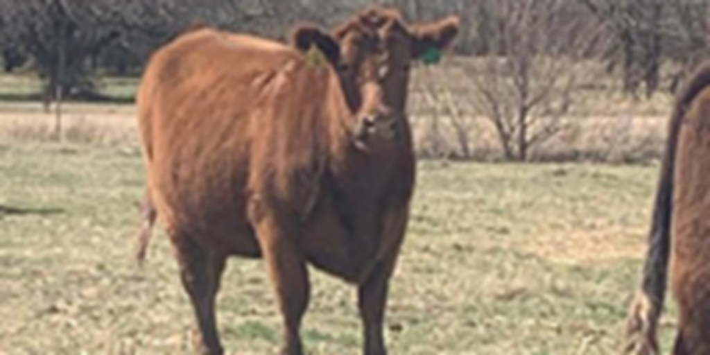 16 Red Angus 2nd-Calf Cows... S. Central KS