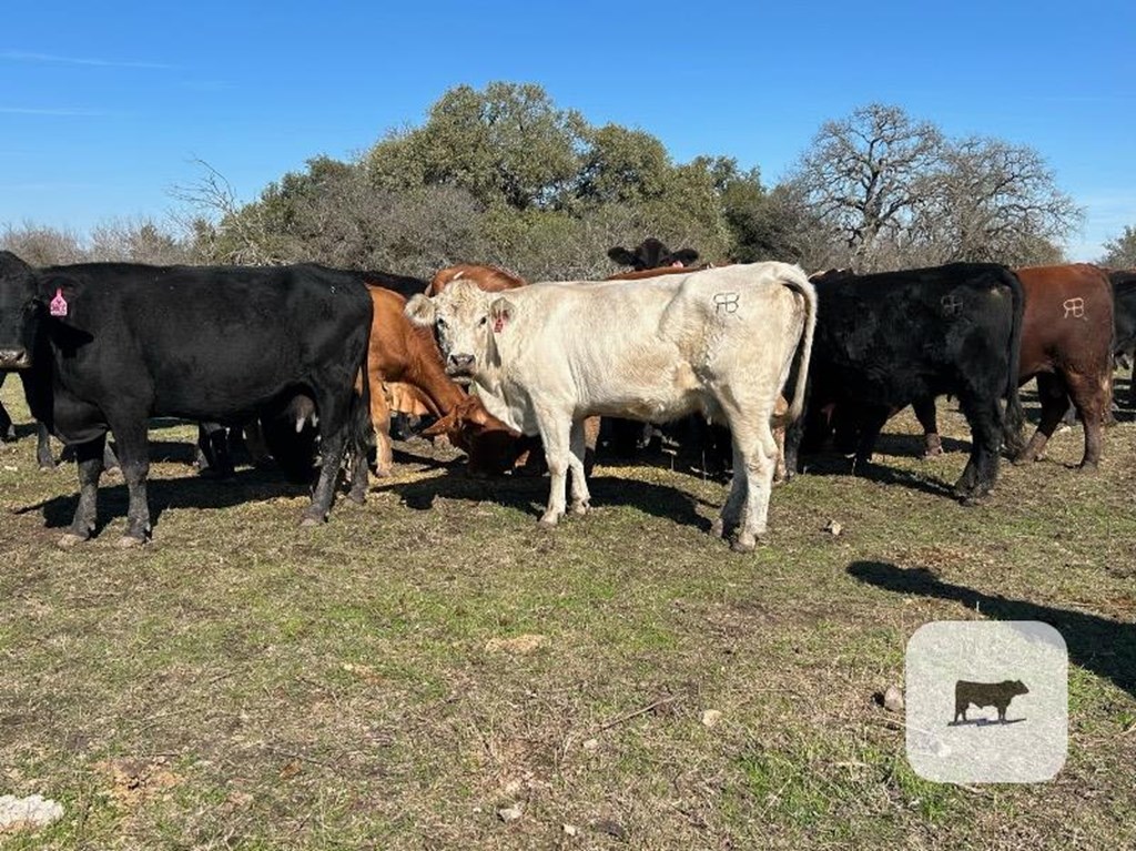 Cattle Range Listing Photo