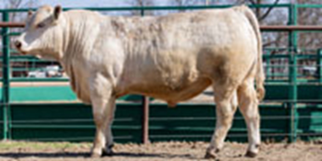 25 Charolais Yearling Bulls... Southwest MO