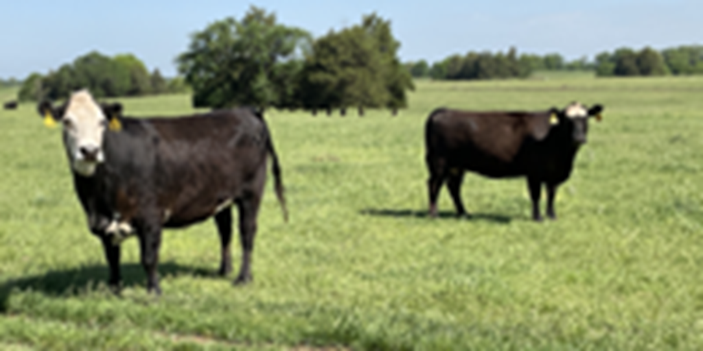 42 Angus & Black Baldy Cows... Southwest MO