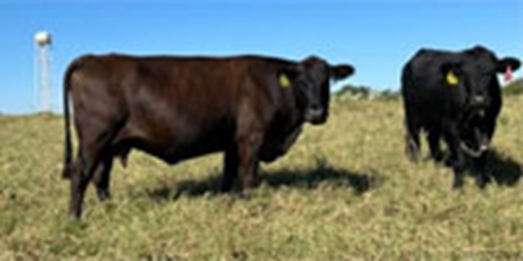 30 Angus, BMF & Red Angus Cows... Central TX