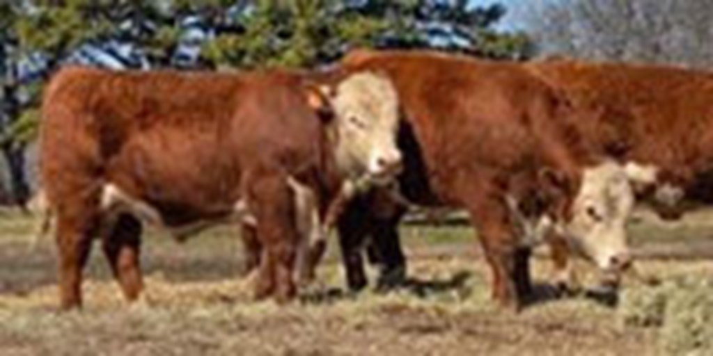 8 Hereford Bulls... W. Central AR