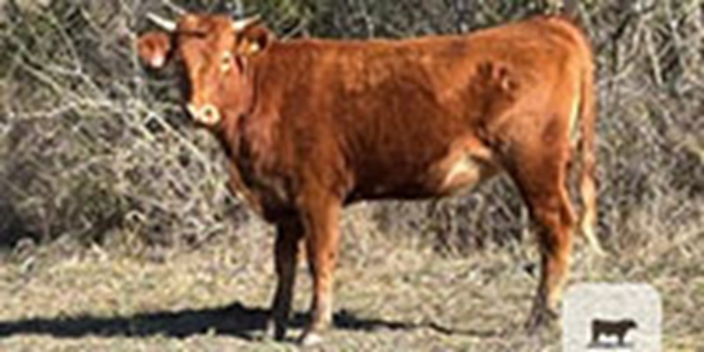 3 Reg. Akaushi Bred Heifers... N. Central TX