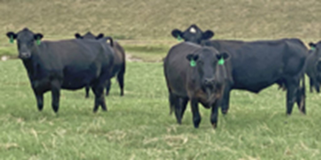 80 Angus Cows... North TX