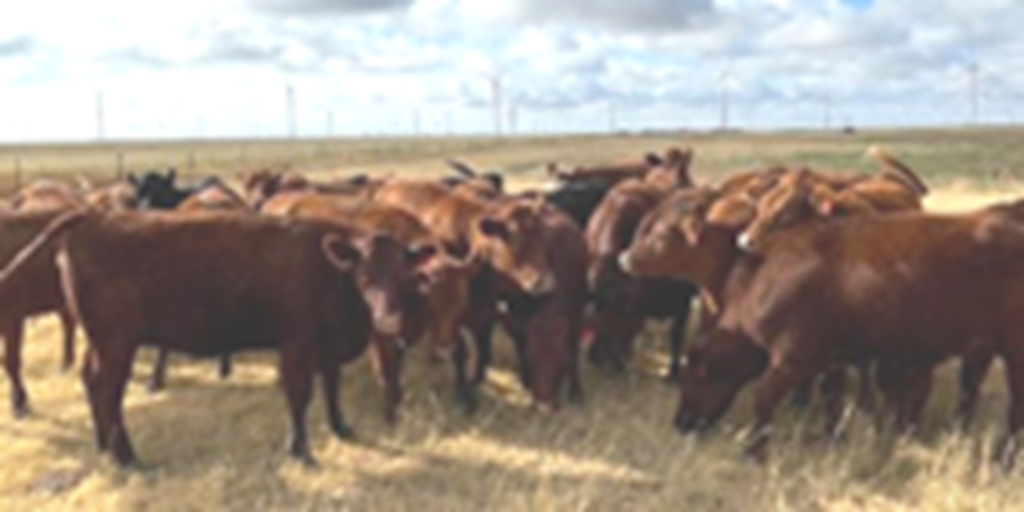28 Red Angus Bred Heifers... TX Panhandle