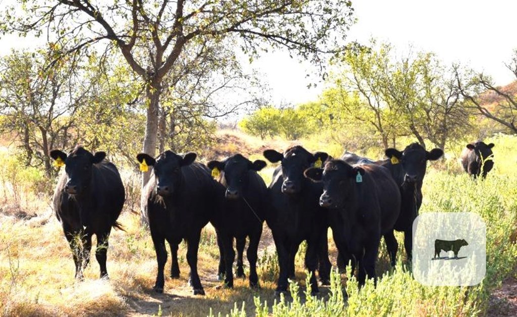 Cattle Range Listing Photo