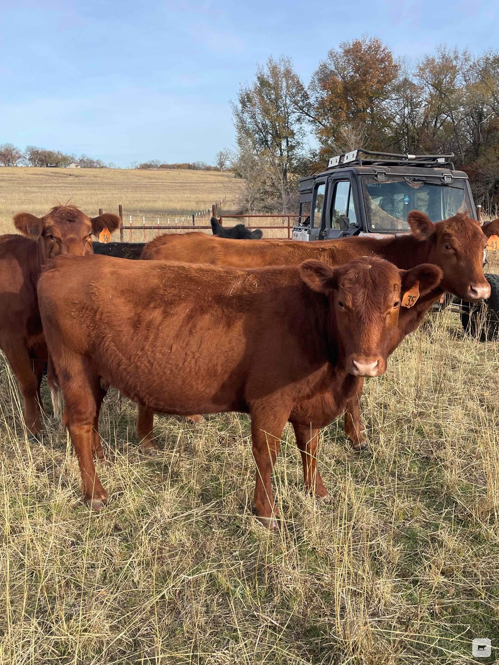 Cattle Range Listing Photo