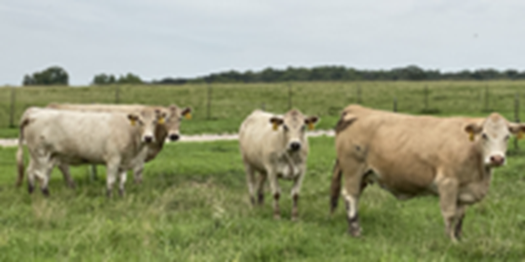 7 Charolais Cross Cows w/ 1+ Calves... Southwest MO