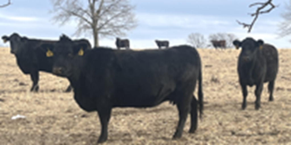 45	Angus & BWF Cows	Southwest MO