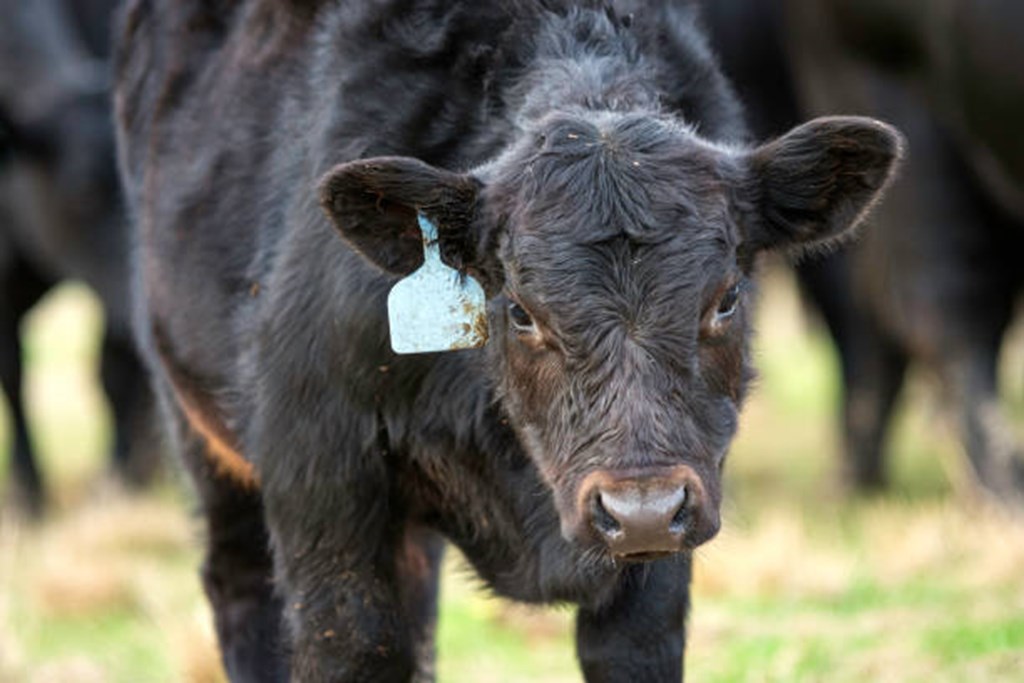 Vaccine Protects Cattle from Bovine Tuberculosis; May Eliminate Disease