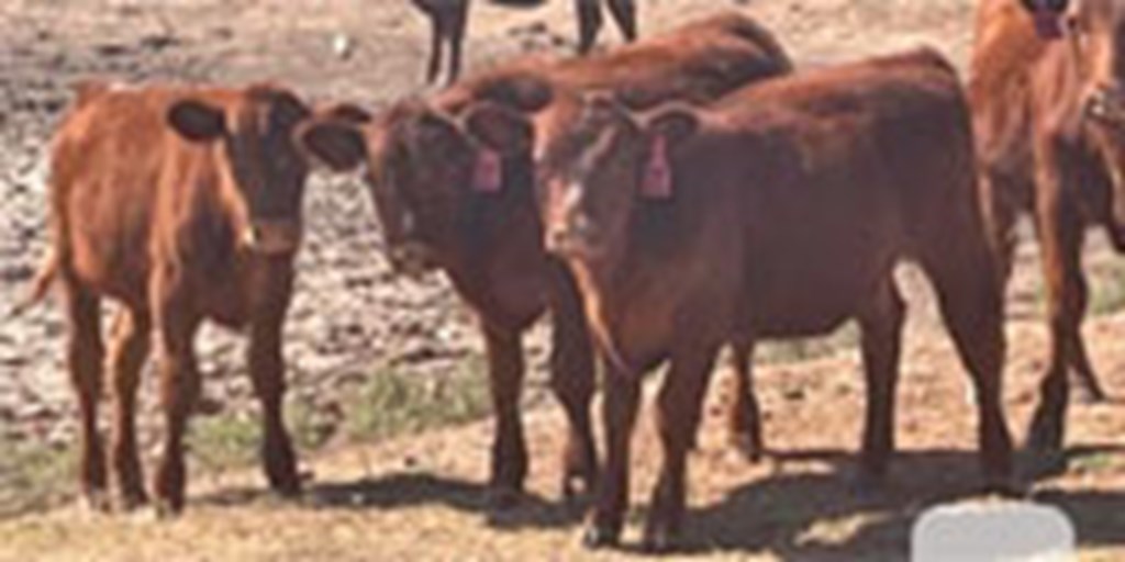 20 Red Angus Rep. Heifers... TX Panhandle