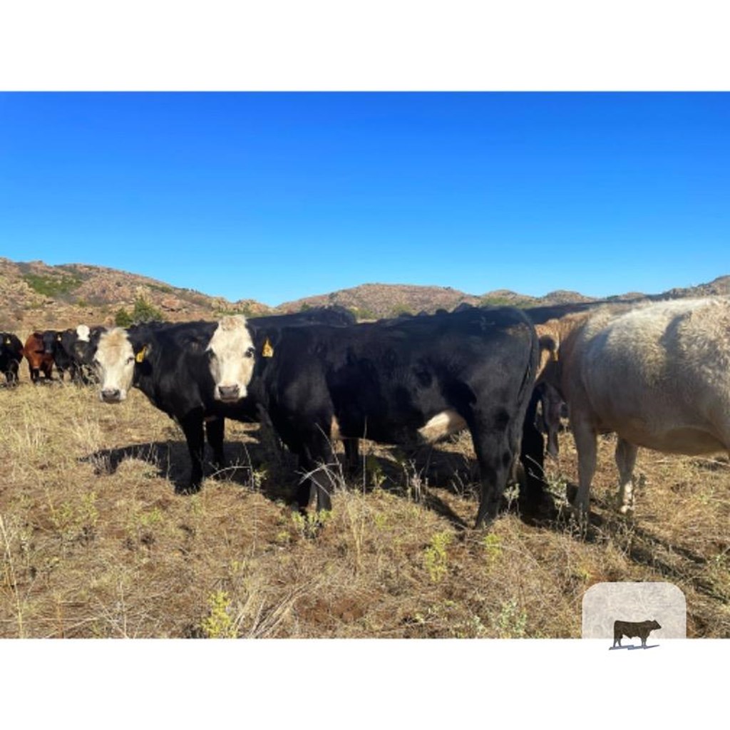 Cattle Range Listing Photo