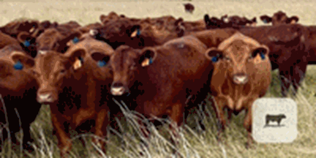 49 Red Angus Bred Heifers... N. Central OK
