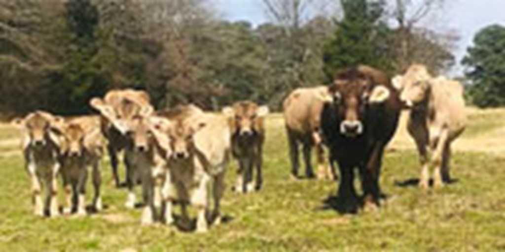 17 Reg. Braunvieh Cows w/ 8+ Calves... Northeast TX