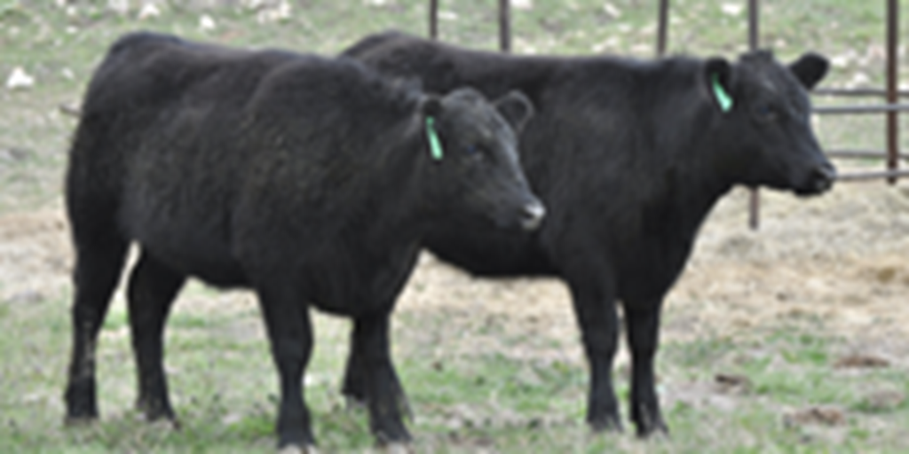 7 Angus Rep. Heifers... Central TX