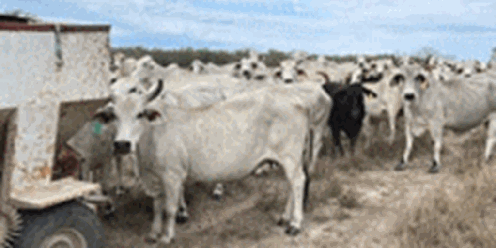 86 Brahman Cows w/ 11+ Calves... South TX