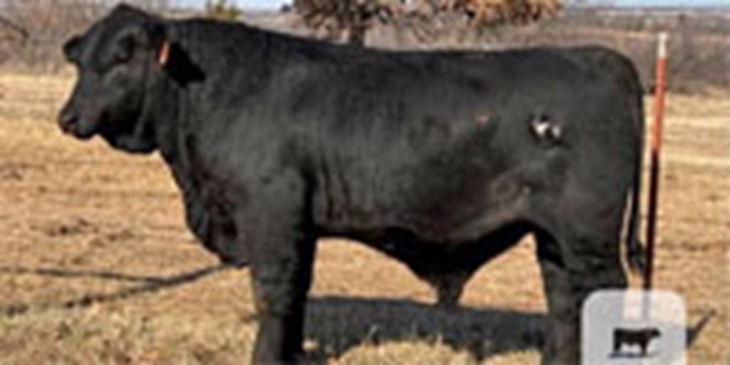 1 Reg. Brangus Bull... Central OK