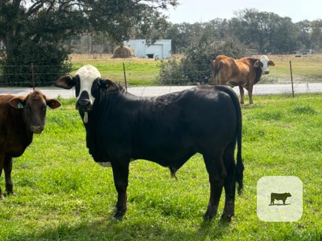 Cattle Range Listing Photo