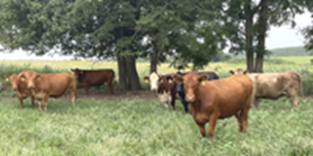 11 Angus, BWF, Red Angus, RWF, & Charolais Cross Cows... Southwest MO