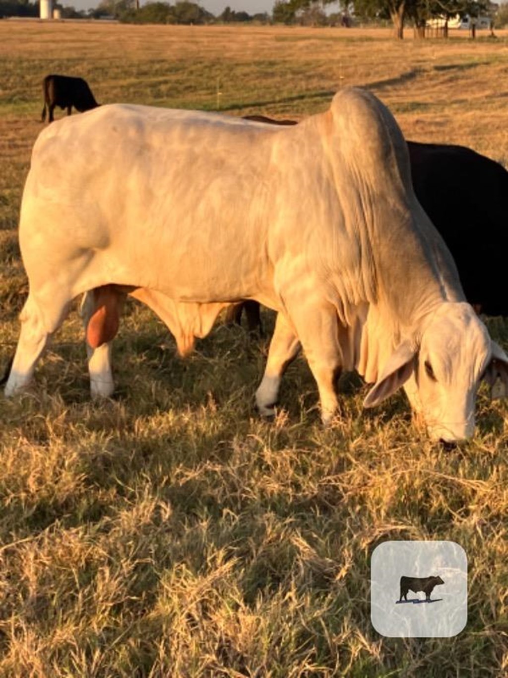 Cattle Range Listing Photo