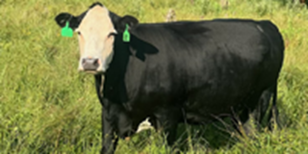 500 Angus Cows...  East TX