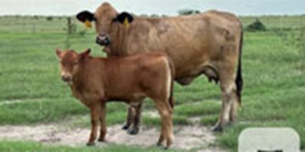 6 Reg. Beefmaster Bred Heifers w/ 2+ Calves... S. Central TX