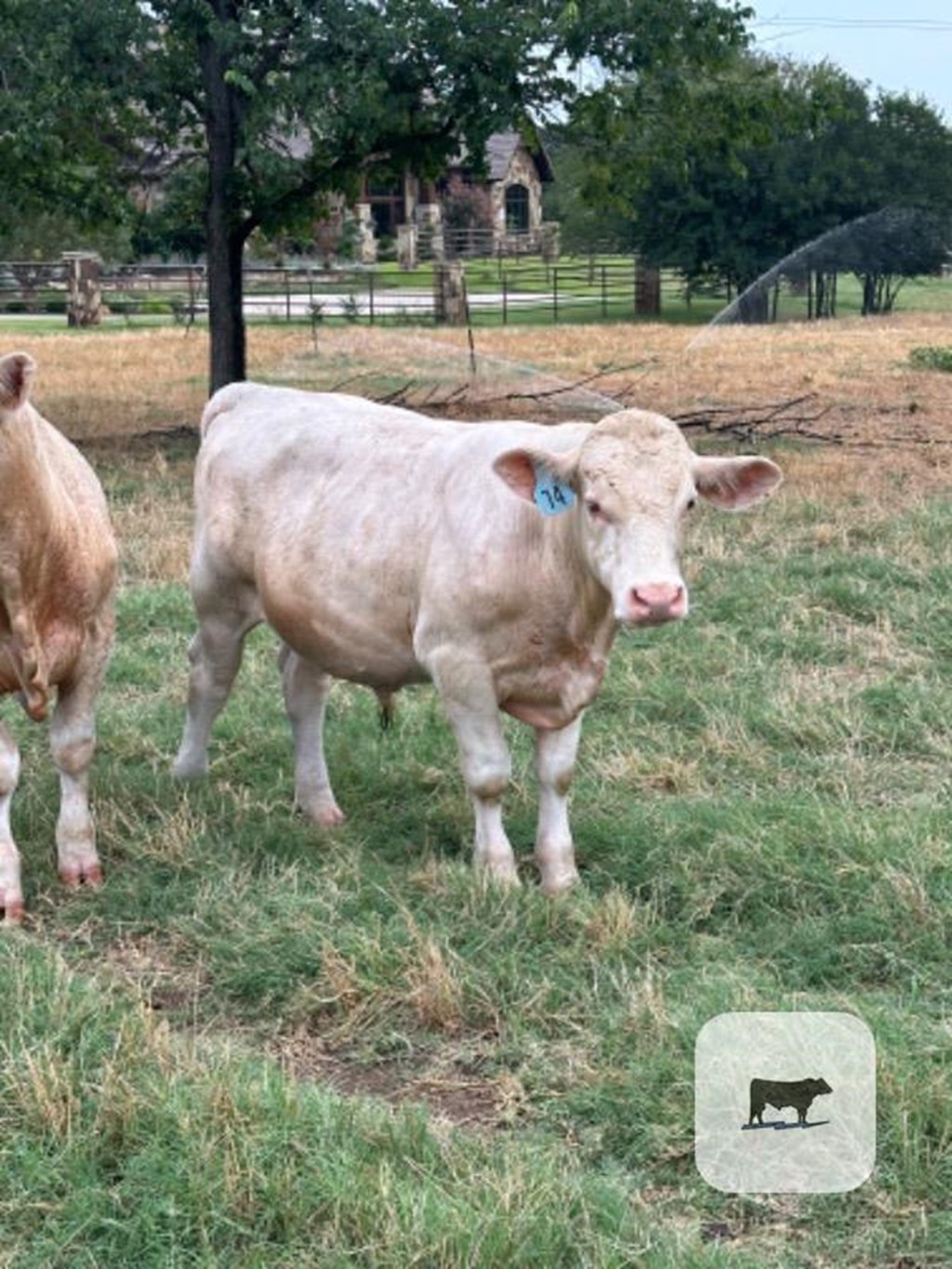 Cattle Range Listing Photo