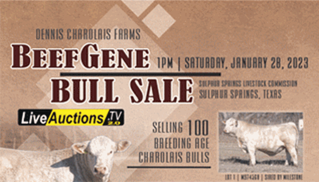 BeefGene Charolais Bull Sale (1)