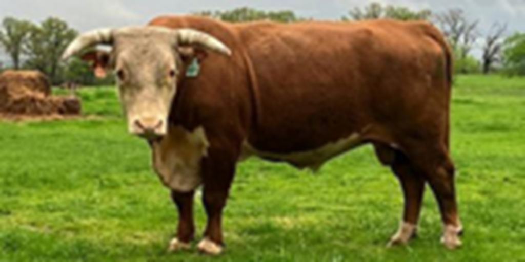 1 Horned Hereford Bull... Northeast TX