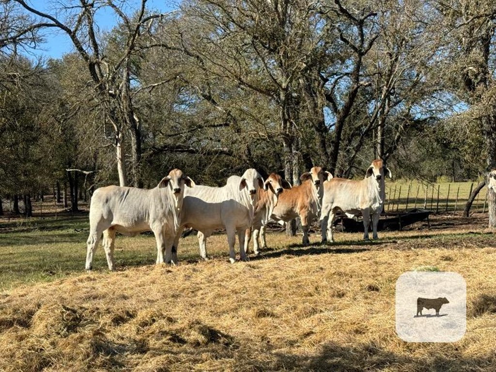 Cattle Range Listing Photo