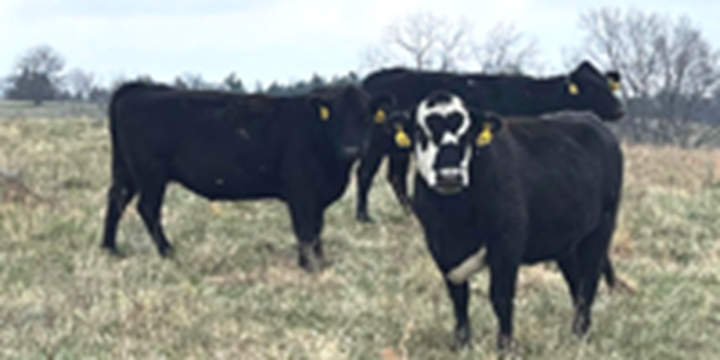 65 Angus & BWF Cows... Southwest MO
