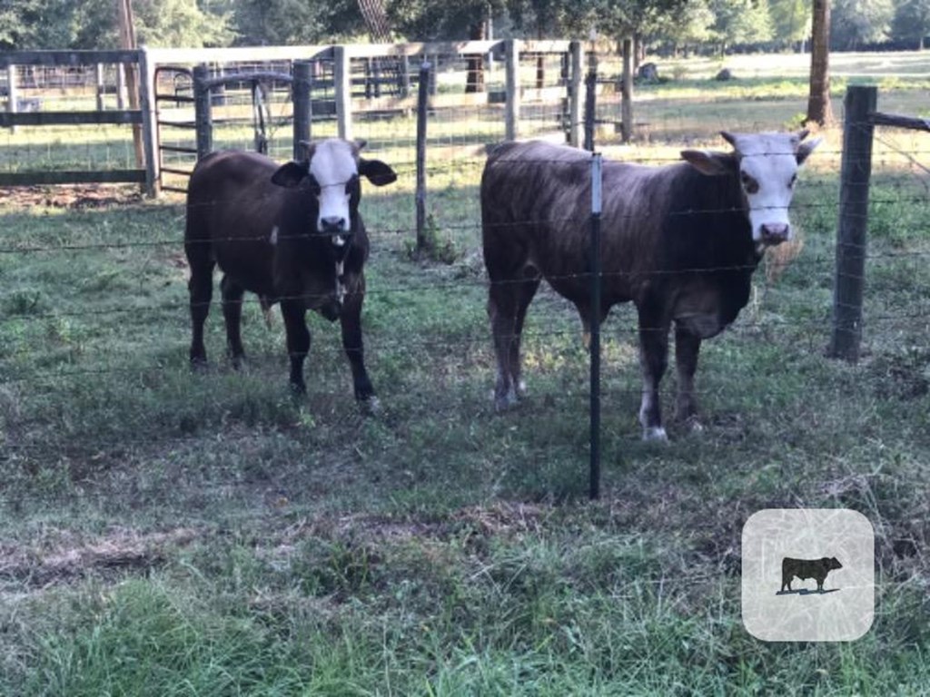 Cattle Range Listing Photo