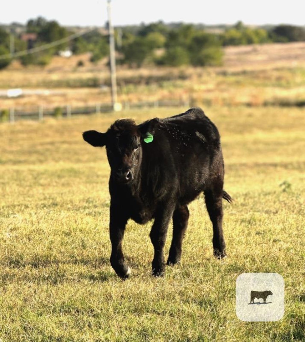 Cattle Range Listing Photo