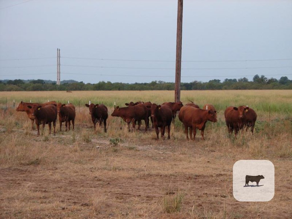 Cattle Range Listing Photo