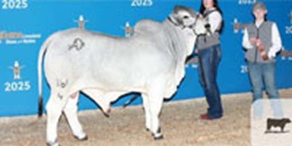 4 Reg. Brahman Bulls... Southeast TX