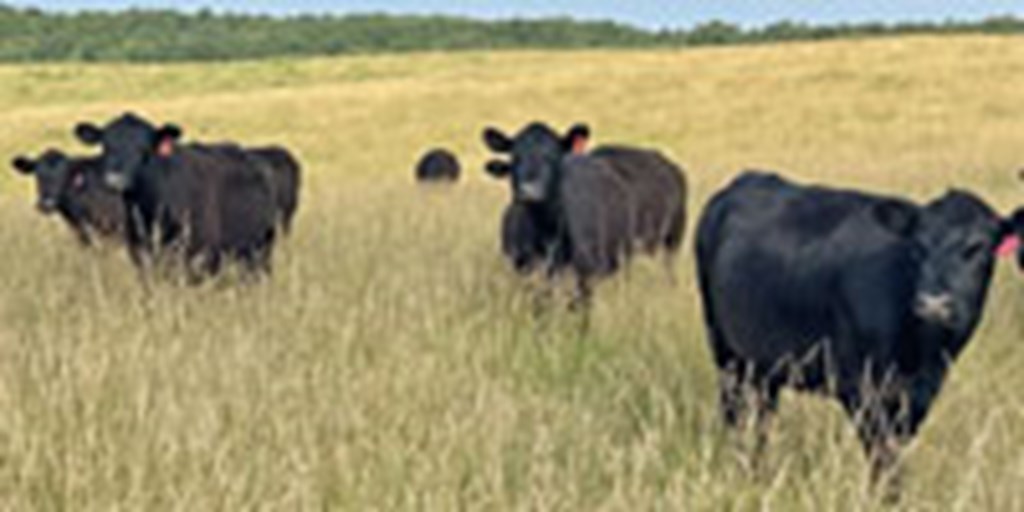 130 Angus 2nd-Calf Cows... Southeast MO