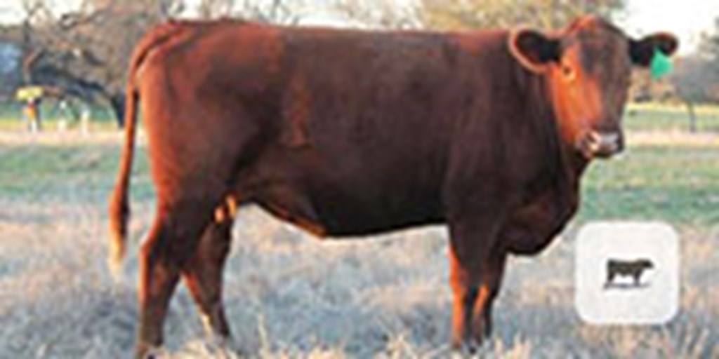 12 Red Angus 2nd-Calf Cows... Central TX