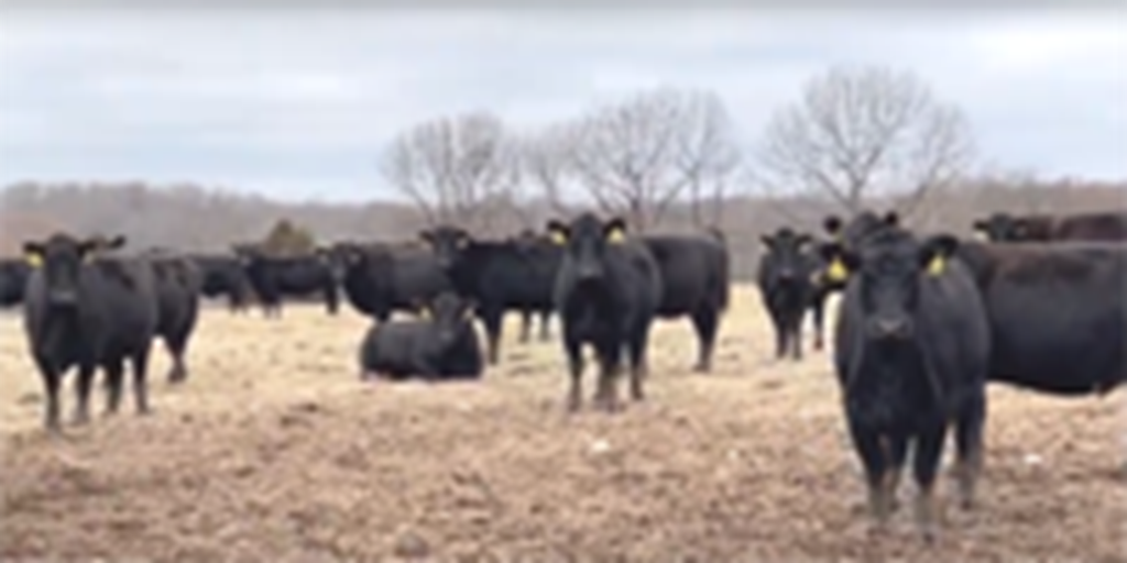 180	Angus Cows... Northeast OK