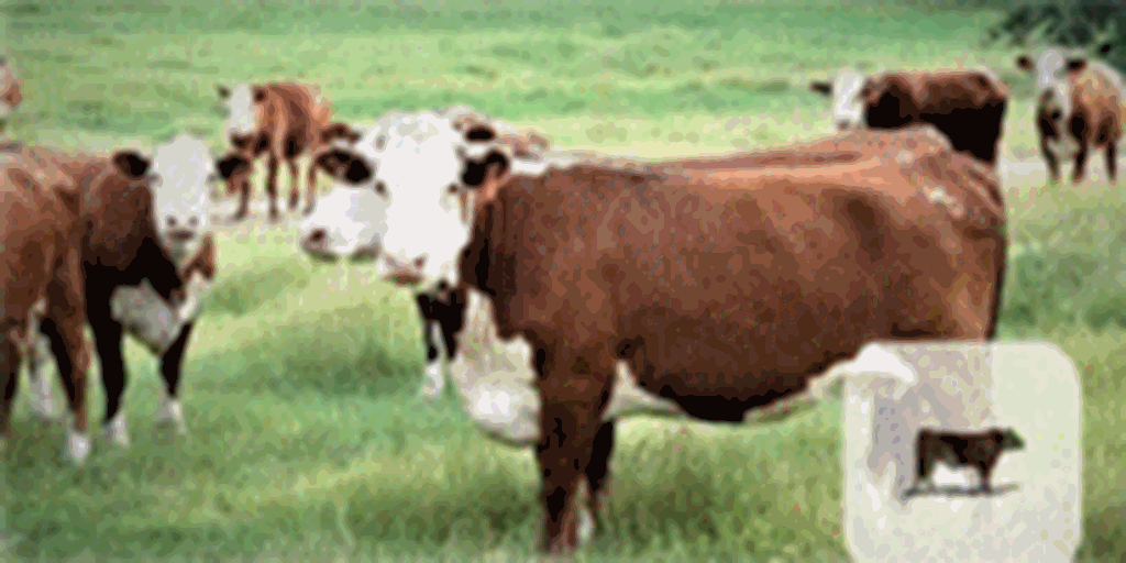 20 Hereford Cows... N. Central TX
