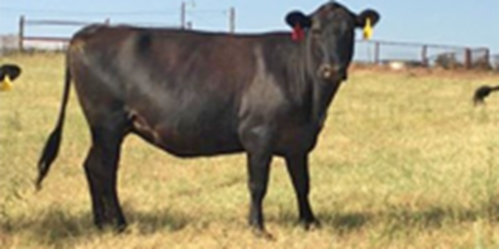 39 Angus Cross Cows... TX Panhandle