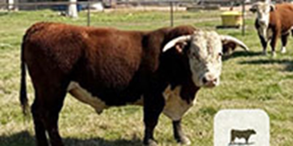 14 Reg. Hereford Bulls... Southeast TX