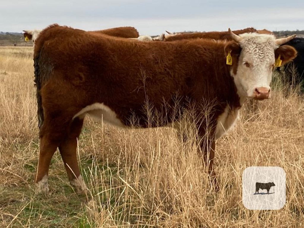 Cattle Range Listing Photo