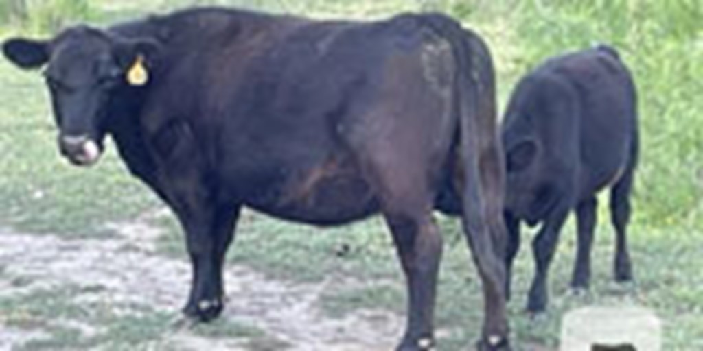 5 Aberdeen Angus Cows w/ 4 Calves... South TX