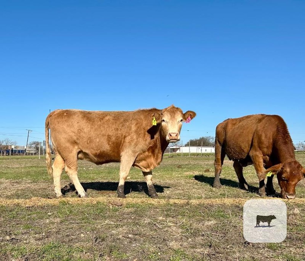 Cattle Range Listing Photo