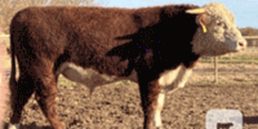 1 Reg. Horned Hereford Bull... Southeast AR