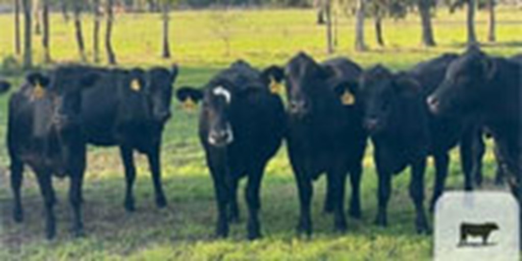 40 Angus Cross/Brangus Rep. Heifers... Northern FL